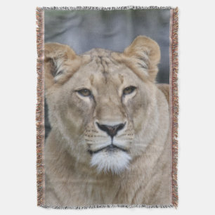 Lion 004 decke