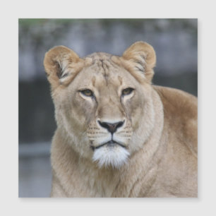 Lion 004 magnetkarte