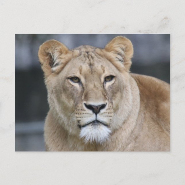 Lion 004 postkarte (Vorderseite)
