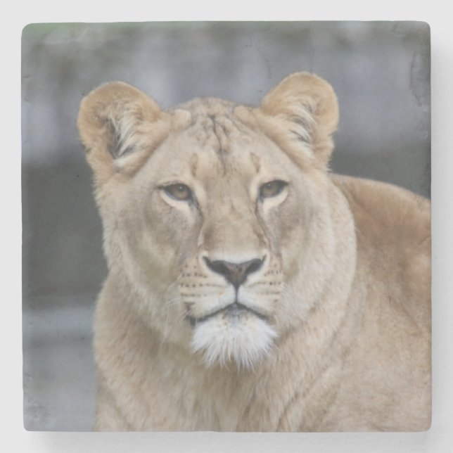 Lion 004 steinuntersetzer (Vorderseite)