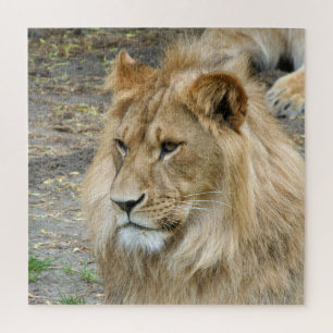 Lion 005 von JAMFoto Puzzle