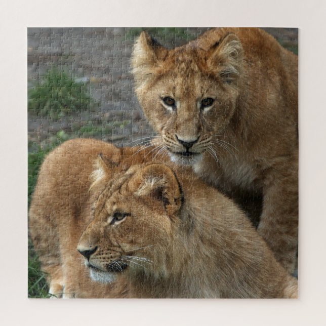 Lion 011 von JAMFoto Puzzle (Vertikal)