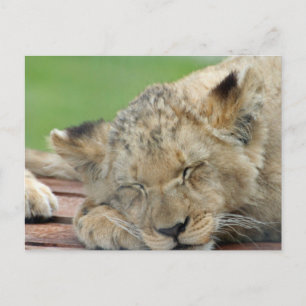 Lion 014 postkarte