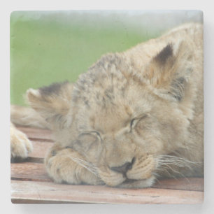 Lion 014 steinuntersetzer