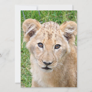 Lion 016 feiertagskarte