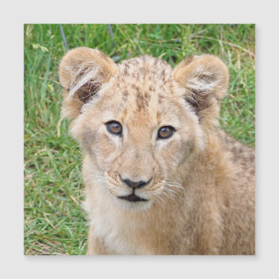 Lion 016 magnetkarte