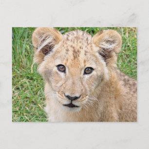 Lion 016 postkarte