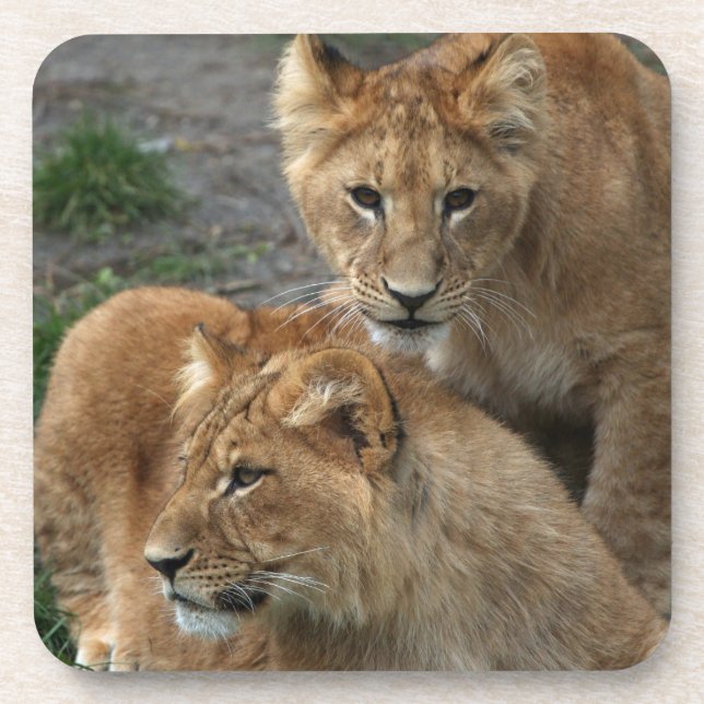 Lion 033 getränkeuntersetzer (Vorderseite)