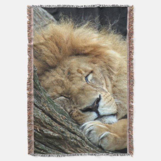 Lion 036 decke (Vorderseite Vertikal)