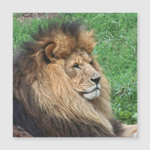 Lion_2015_0701 Magnetkarte
