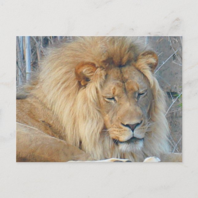Lion #2 Postkarte (Vorderseite)