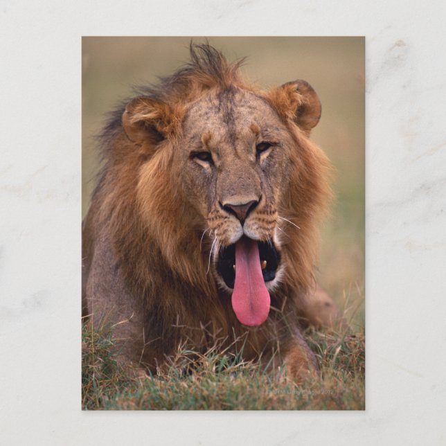 Lion 2 postkarte (Vorderseite)
