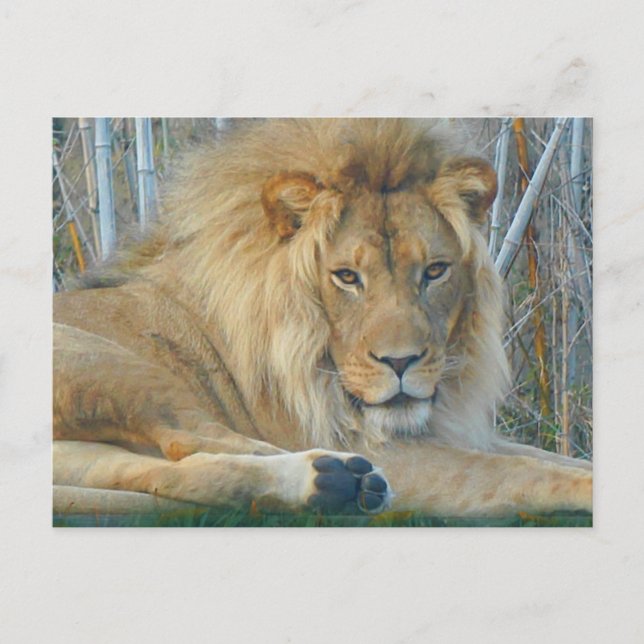 Lion #3-2 Postkarte (Vorderseite)