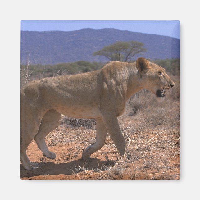 Lion 3 magnet (Vorne)