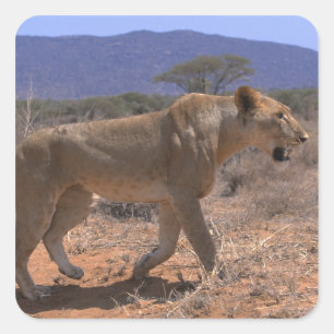 Lion 3 quadratischer aufkleber