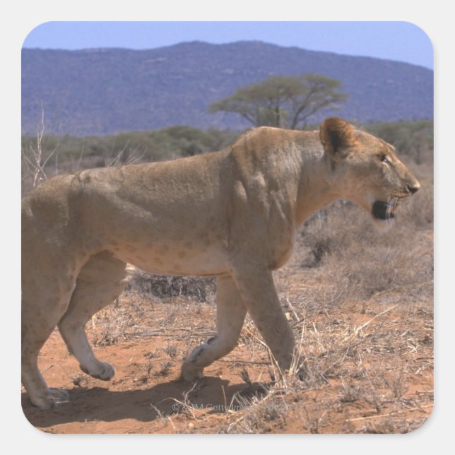 Lion 3 quadratischer aufkleber (Vorderseite)