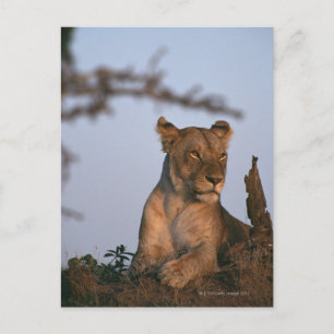 Lion 4 postkarte