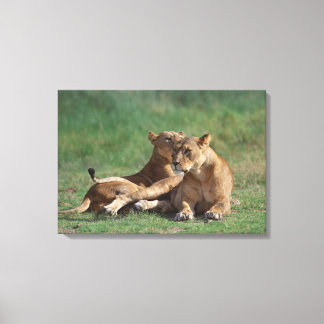 Lion 5 leinwanddruck