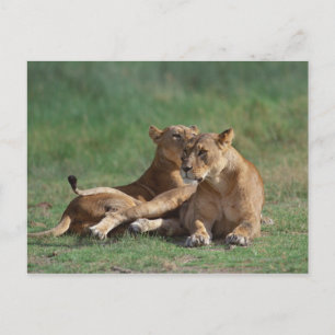 Lion 5 postkarte