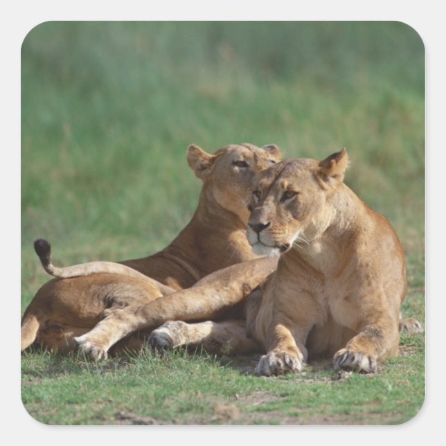 Lion 5 quadratischer aufkleber (Vorderseite)