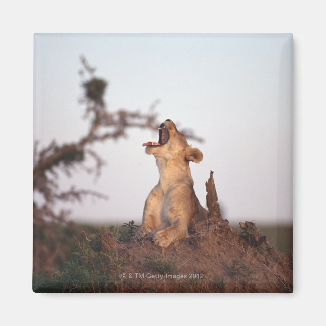 Lion 7 magnet (Vorne)