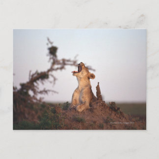 Lion 7 postkarte