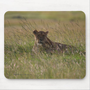 Lion Africa Savannah Mousepad