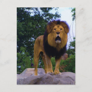 Lion auf einer rockigen Postkarte
