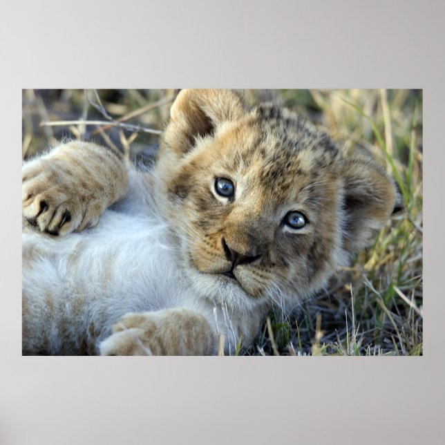 Lion Baby Poster (Vorne)