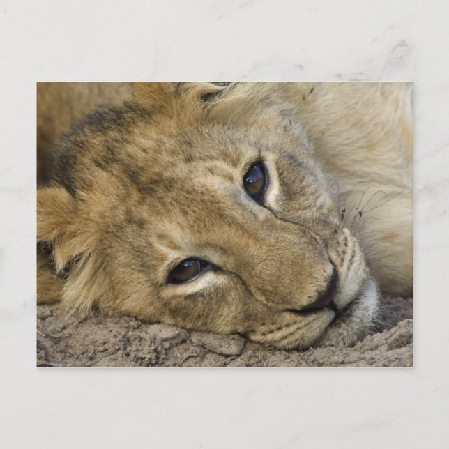 Lion Baby Postkarte (Vorderseite)
