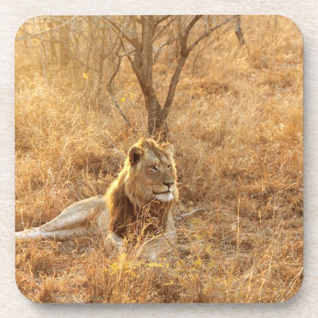 Lion Beverage Coaster Getränkeuntersetzer (Vorderseite)