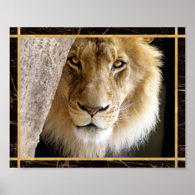 Lion Big Cat Foto Image Print Poster (Vorne)