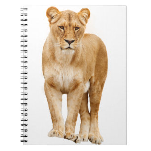Lion Big Cat Predator Stolz Notizblock