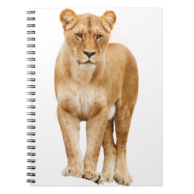 Lion Big Cat Predator Stolz Notizblock (Vorderseite)