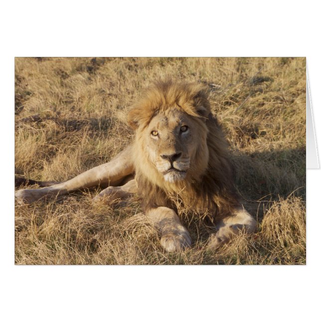 Lion Card (Vorderseite (Horizontal))