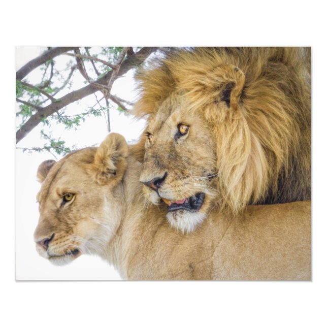Lion Couple Foto Print (Vorne)