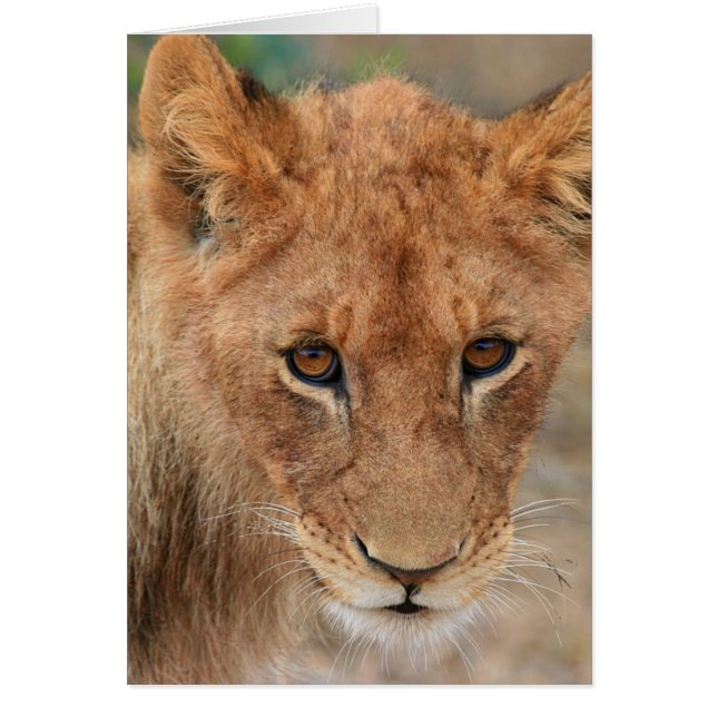Lion Cub (Vorne)