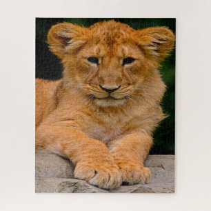 Lion Cub Big Cats. Puzzle