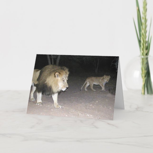 Lion & Cub Card Karte (Vorderseite)