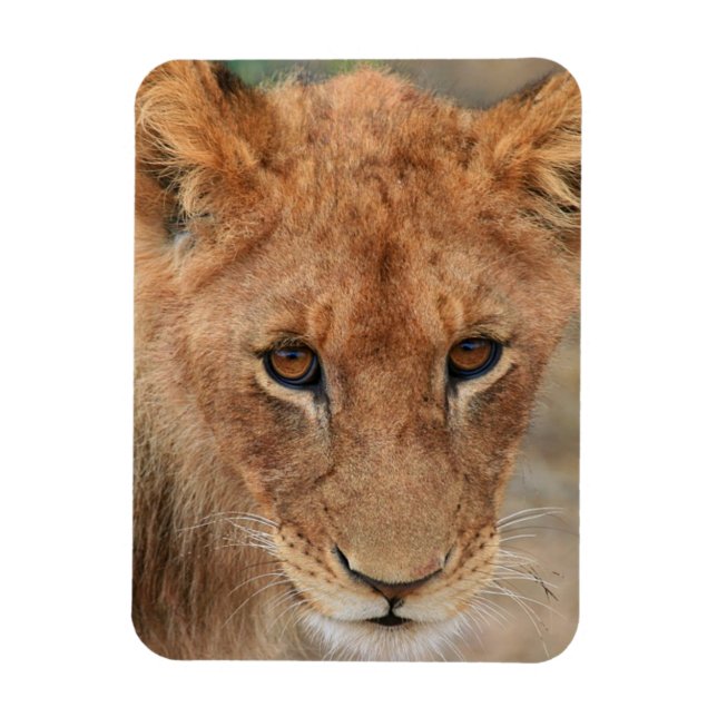 Lion Cub Magnet (Vertikal)