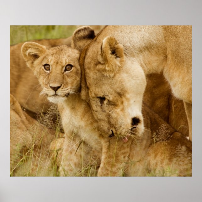 Lion Cub & Mother Poster (Vorne)
