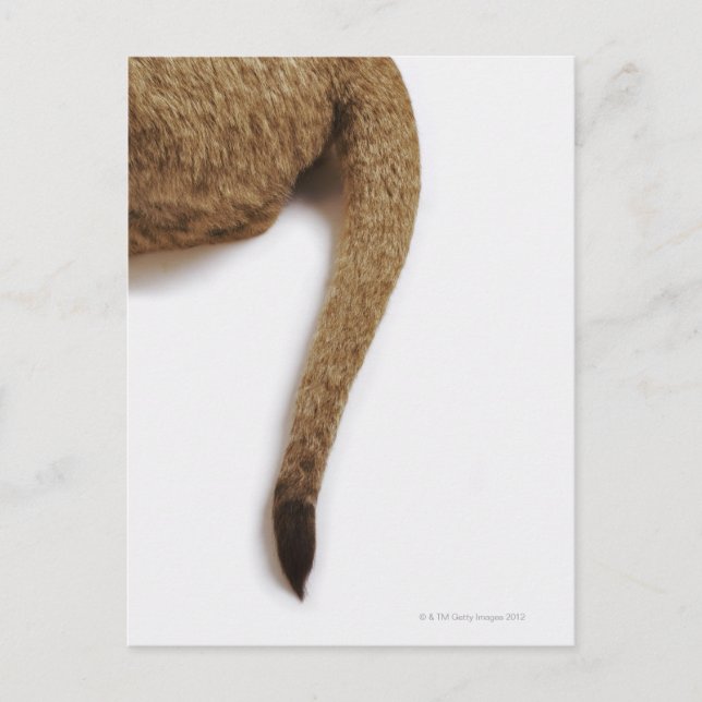 Lion cub (Panthera leo) gegen weiß Postkarte (Vorderseite)