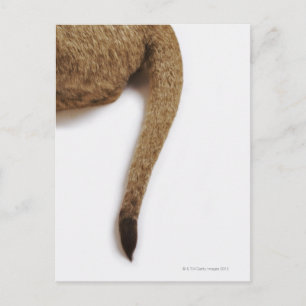 Lion cub (Panthera leo) gegen weiß Postkarte