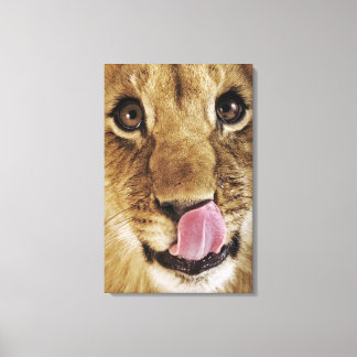Lion cub (Panthera leo) leckende Nase, nah Leinwanddruck