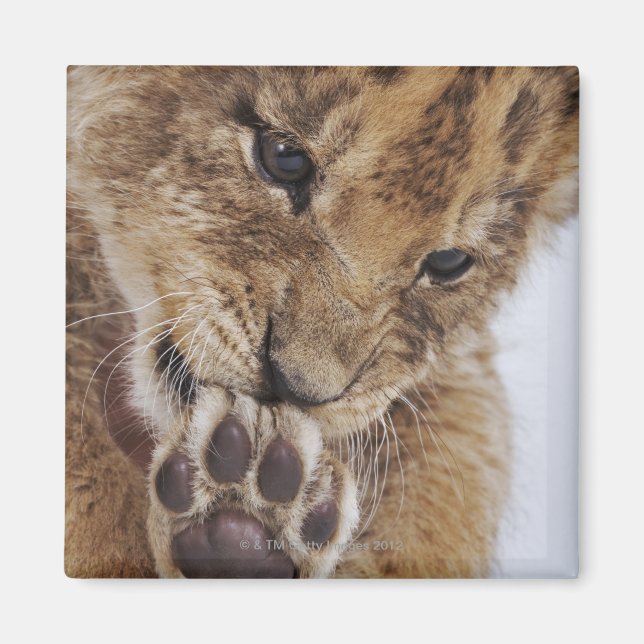 Lion cub (Panthera leo) leckende Pfote, nah Magnet (Vorne)