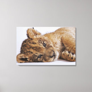 Lion cub (Panthera leo) liegt nebeneinander, nah Leinwanddruck