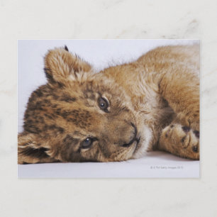 Lion cub (Panthera leo) liegt nebeneinander, nah Postkarte