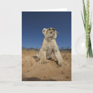 Lion Cub (Panthera Leo) sitzend auf Sand, Namibia Karte