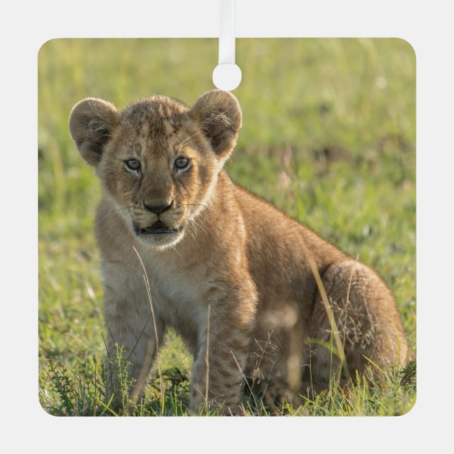 Lion Cub Personalisieren Name oder Text & Datum We Ornament Aus Metall (Vorderseite)