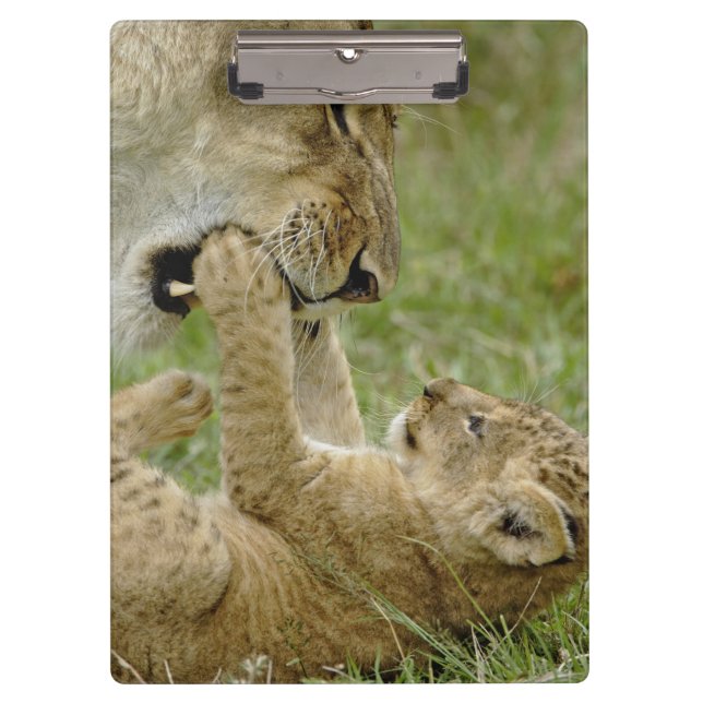 Lion Cub Playing Klemmbrett (Vorderseite)